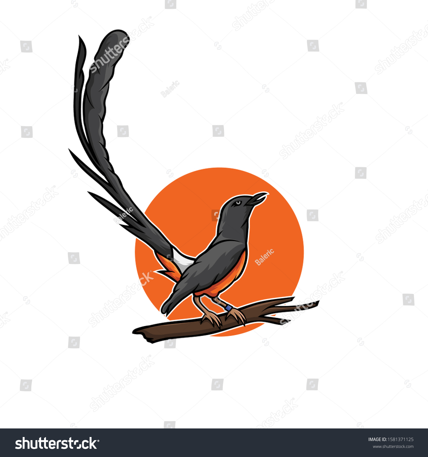 Detail Gambar Burung Murai Batu Vector Logo Murai Batu Nomer 3