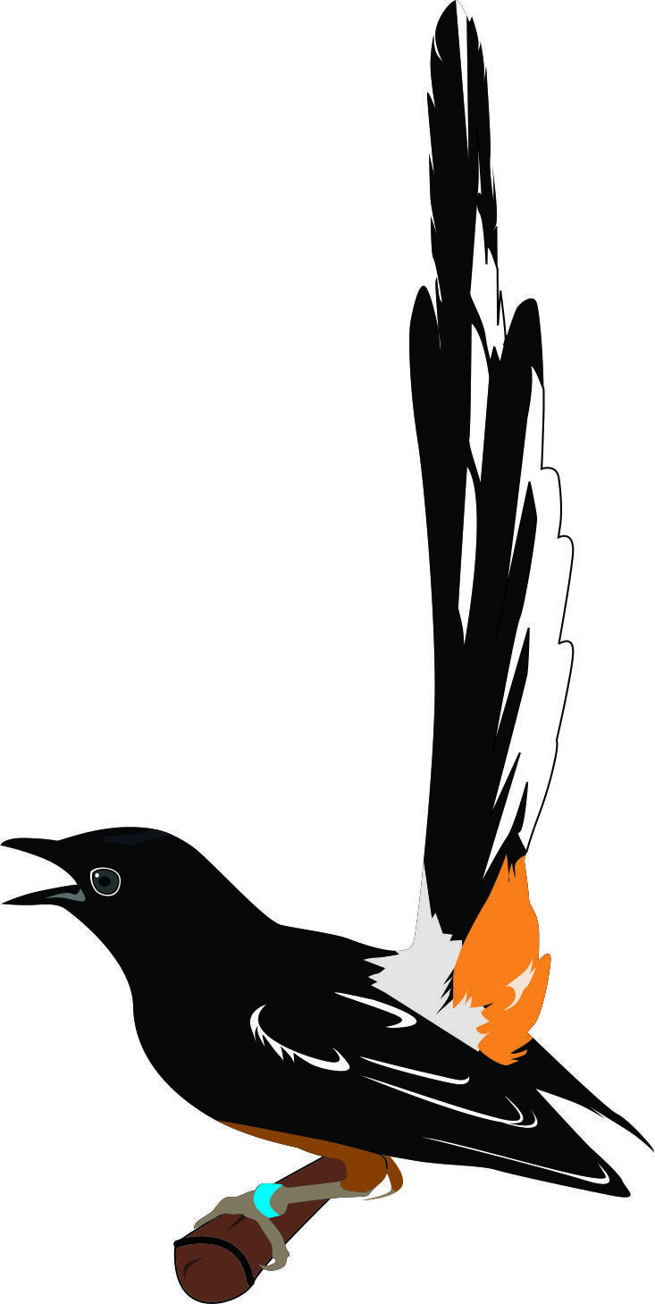 Gambar Burung Murai Batu Vector Lukisan Murai - KibrisPDR
