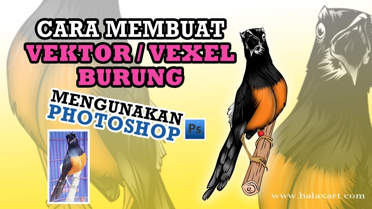 Detail Gambar Burung Murai Batu Vector Lukisan Murai Nomer 15