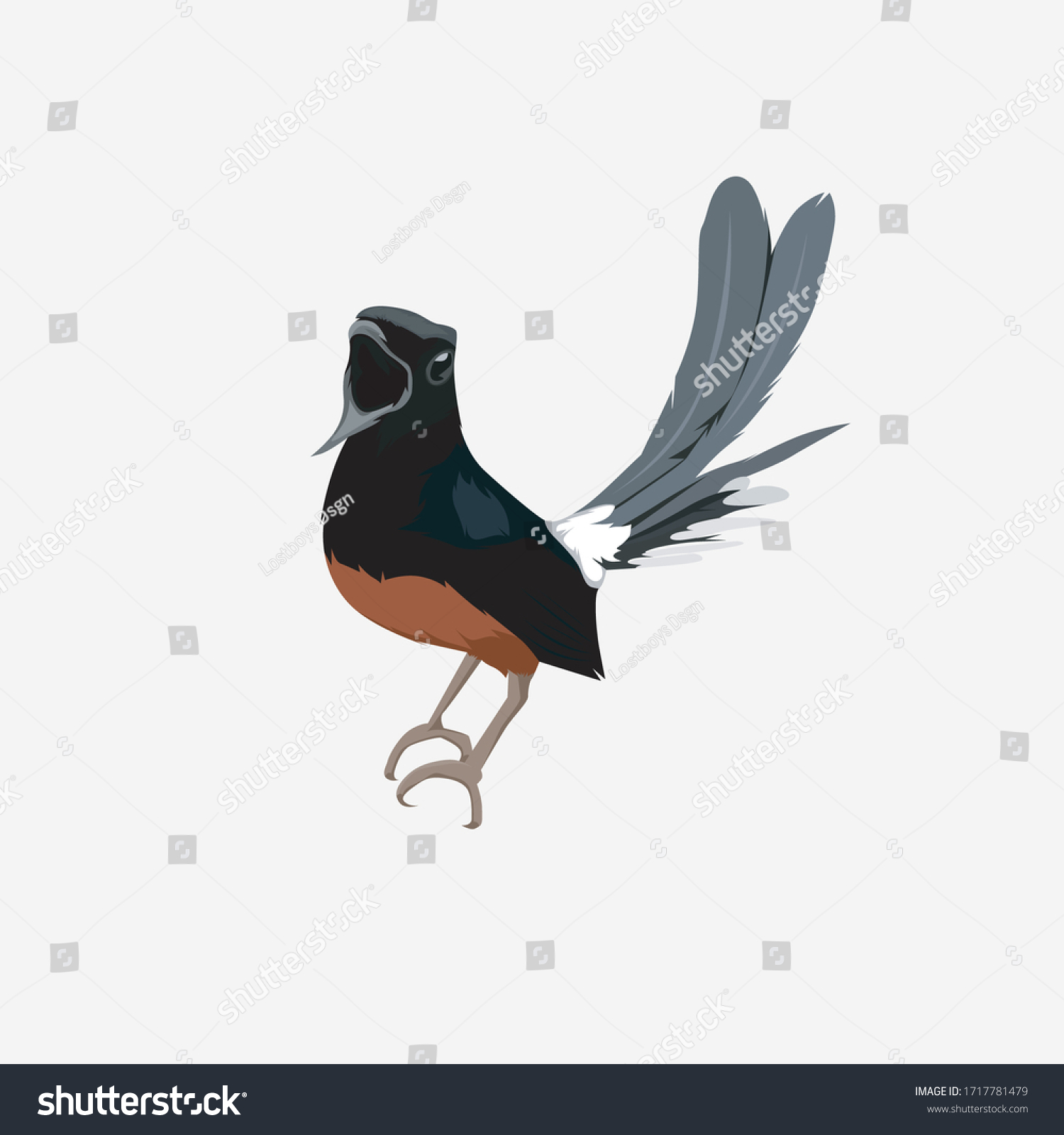 Detail Gambar Burung Murai Batu Vector Lukisan Murai Nomer 3