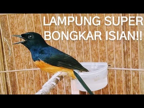 Detail Gambar Burung Murai Lampung Super Nomer 43