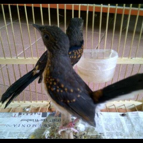 Detail Gambar Burung Murai Medan Nomer 35