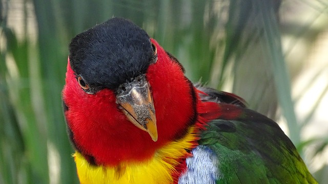 Detail Gambar Burung Nuri Papua Nomer 25
