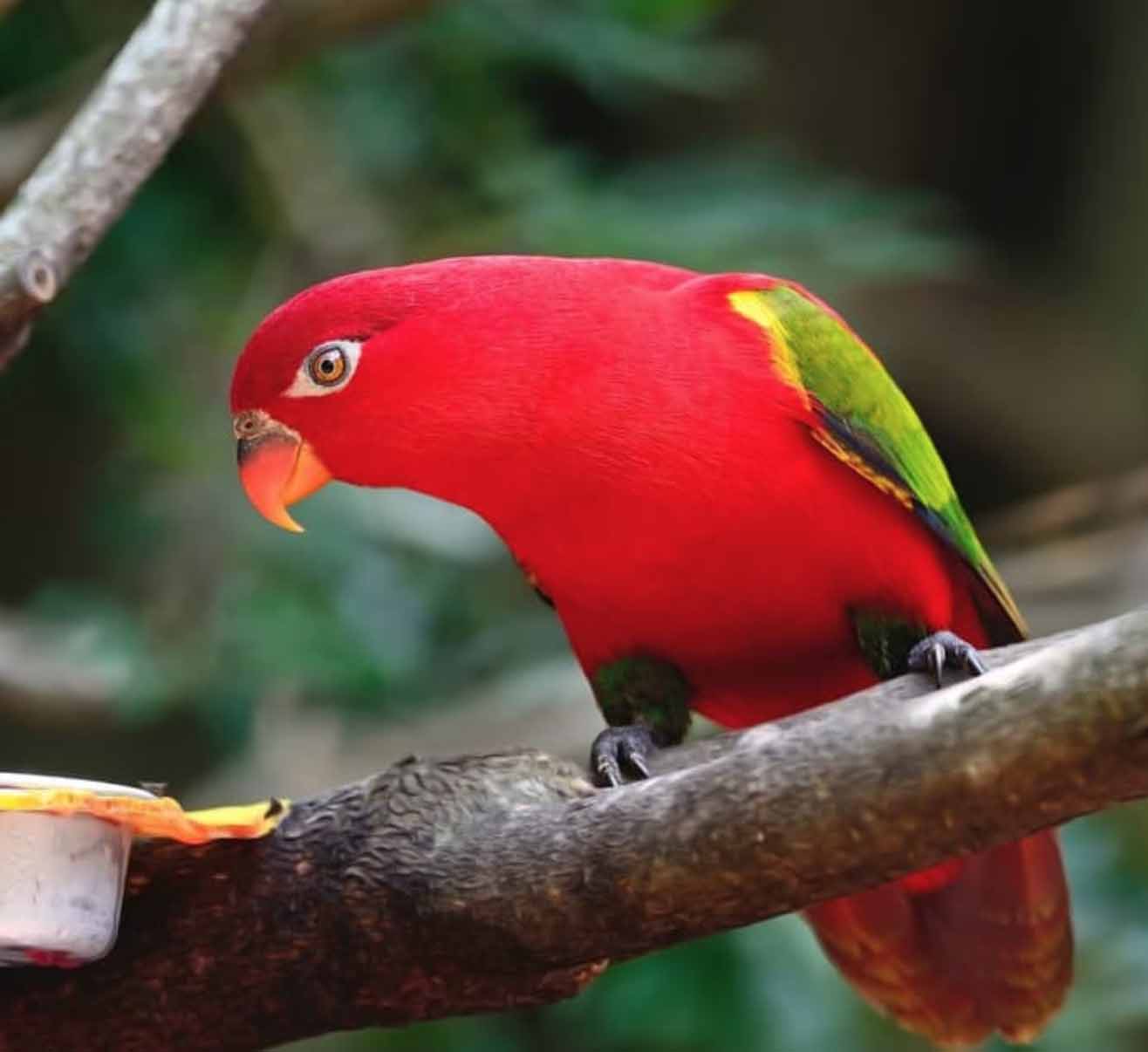 Detail Gambar Burung Nuri Papua Nomer 36