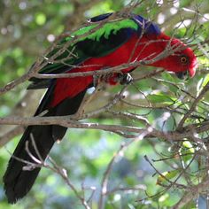 Detail Gambar Burung Nuri Papua Nomer 38