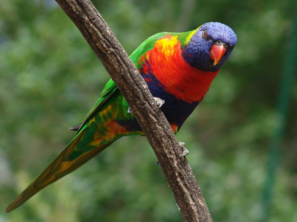 Detail Gambar Burung Nuri Pelangi Nomer 33