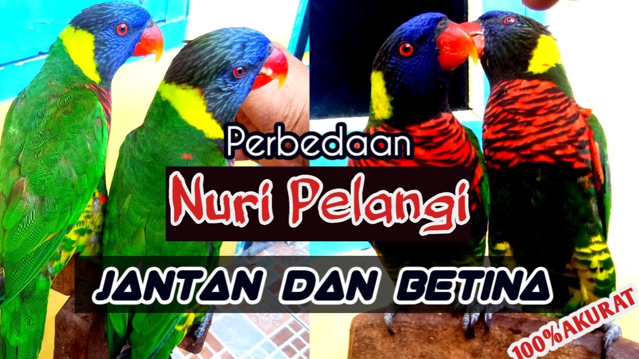 Detail Gambar Burung Nuri Pelangi Nomer 39