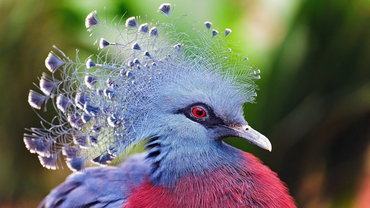 Detail Gambar Burung Paling Cantik Di Dunia Nomer 3