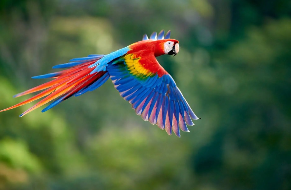 Detail Gambar Burung Paling Cantik Di Dunia Nomer 23
