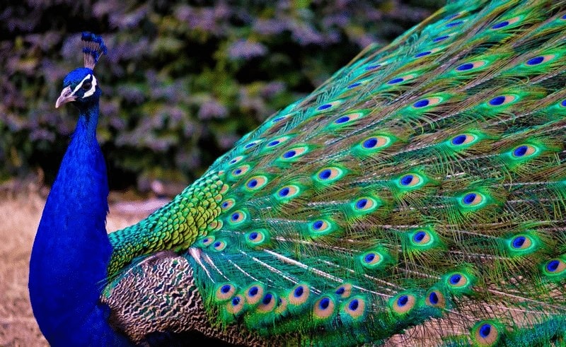 Detail Gambar Burung Paling Cantik Di Dunia Nomer 26