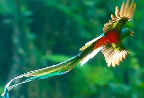 Detail Gambar Burung Paling Cantik Di Dunia Nomer 30