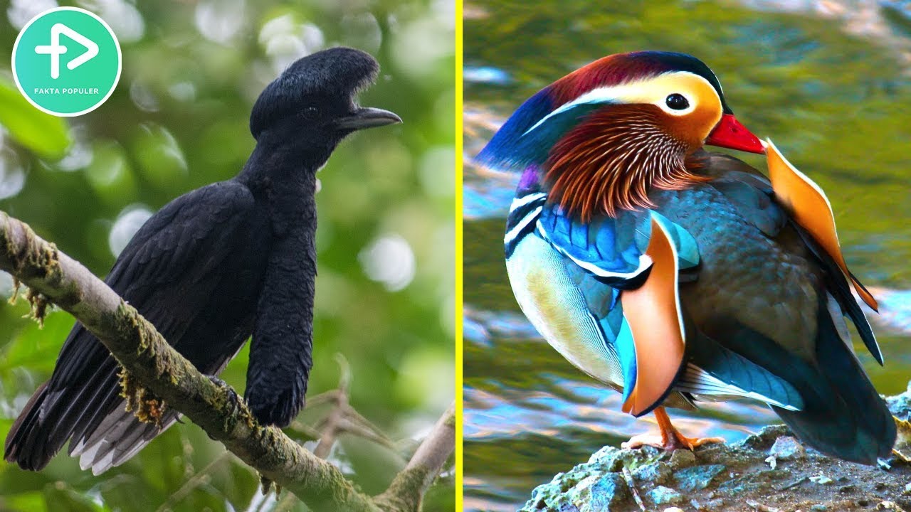 Detail Gambar Burung Paling Cantik Di Dunia Nomer 31