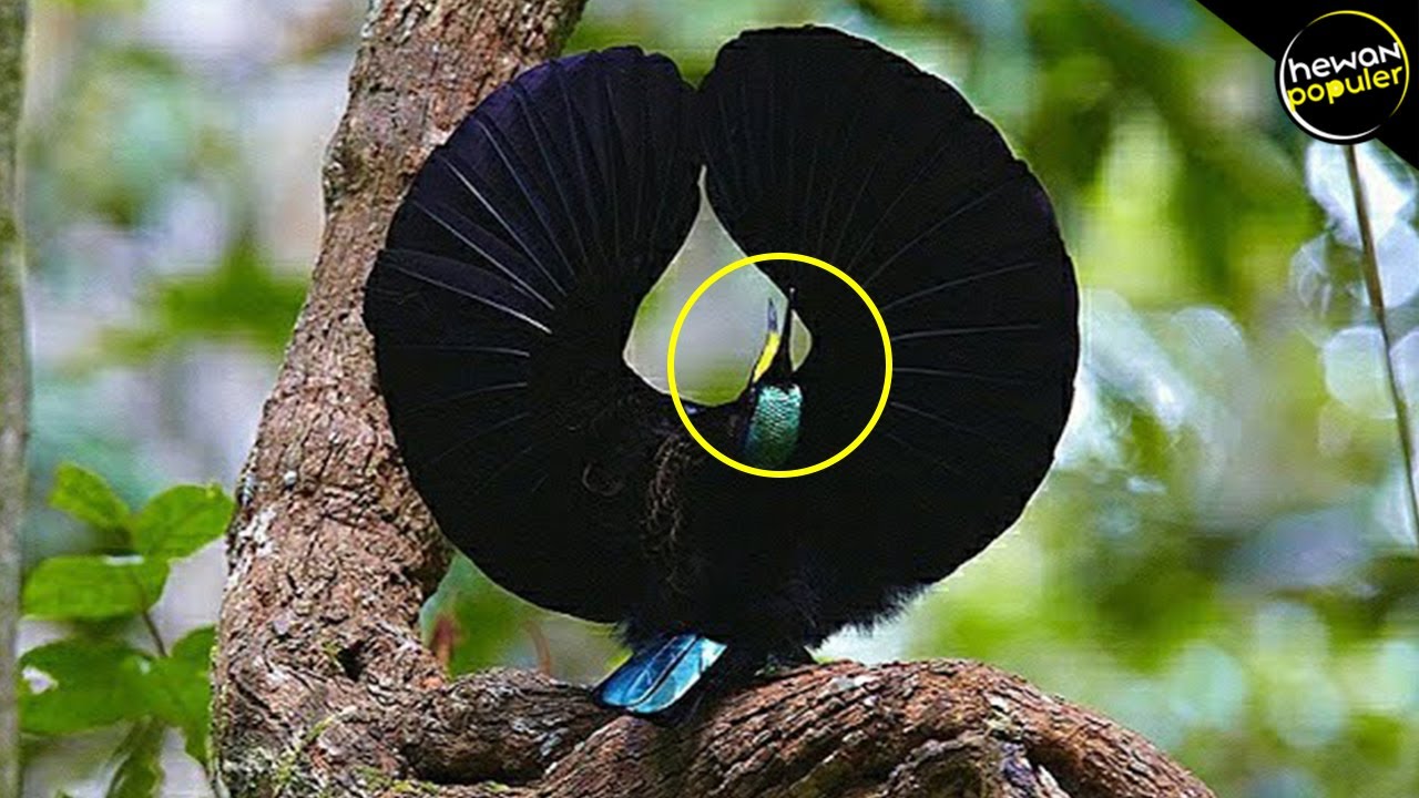 Detail Gambar Burung Paling Cantik Di Dunia Nomer 32