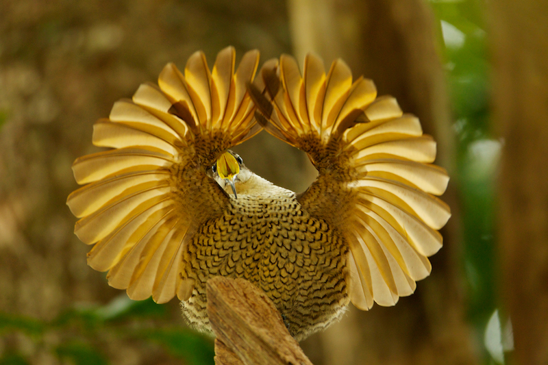 Detail Gambar Burung Paling Cantik Di Dunia Nomer 39