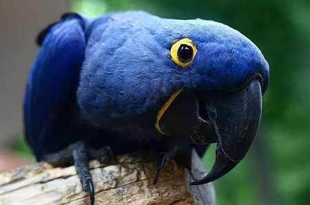 Detail Gambar Burung Paling Cantik Di Dunia Nomer 41