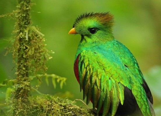 Detail Gambar Burung Paling Cantik Di Dunia Nomer 42