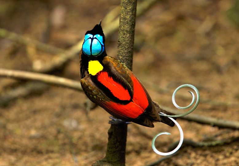 Detail Gambar Burung Paling Cantik Di Dunia Nomer 47