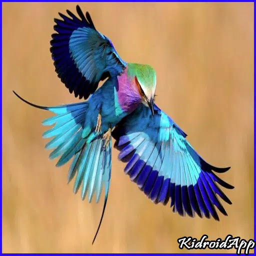 Detail Gambar Burung Paling Cantik Di Dunia Nomer 52