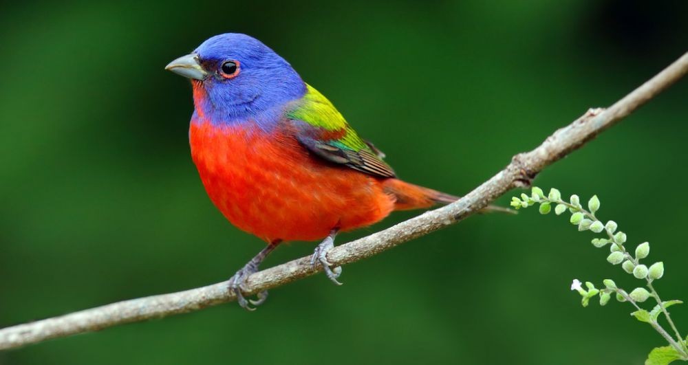 Detail Gambar Burung Paling Cantik Di Dunia Nomer 53