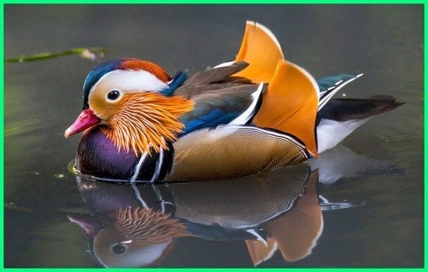 Detail Gambar Burung Paling Cantik Di Dunia Nomer 9