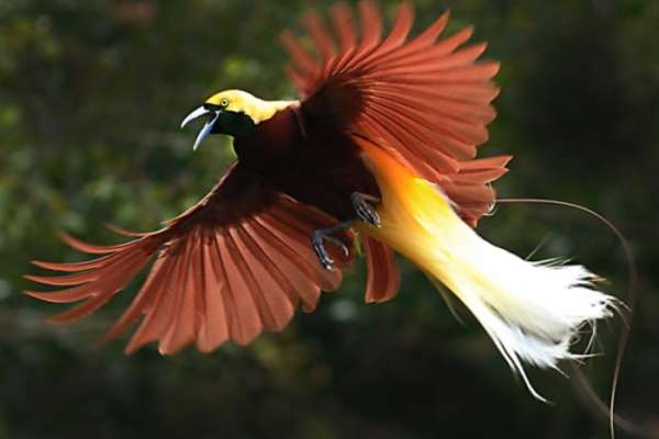 Detail Gambar Burung Papua Nomer 2