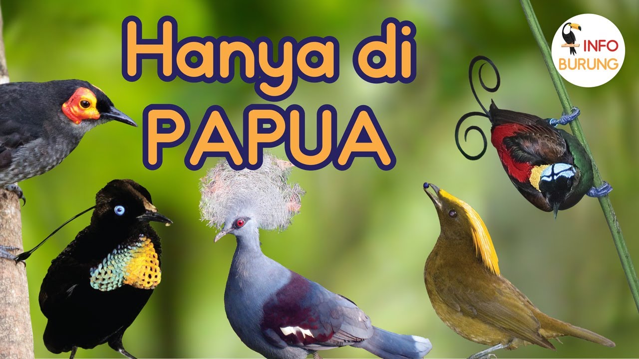 Detail Gambar Burung Papua Nomer 11