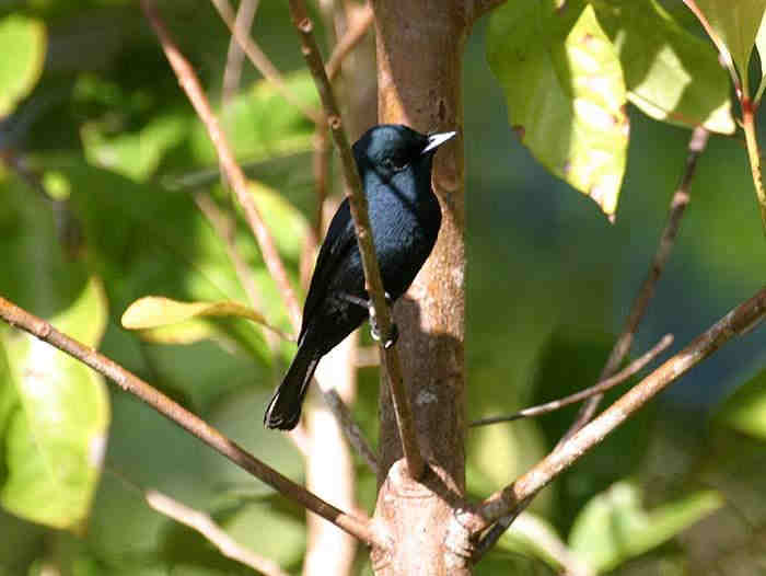 Detail Gambar Burung Papua Nomer 26