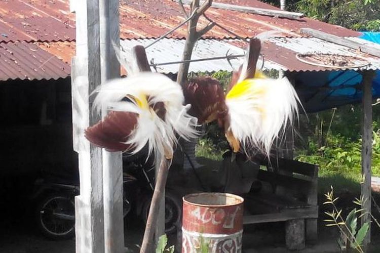 Detail Gambar Burung Papua Nomer 48