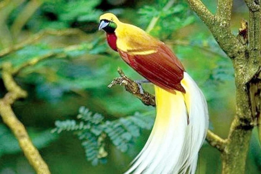 Detail Gambar Burung Papua Nomer 6