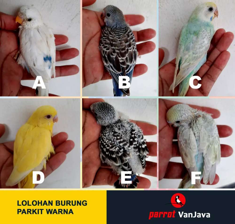 Detail Gambar Burung Parkit Nomer 48