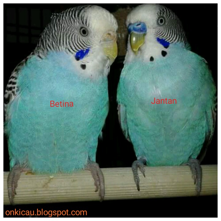 Detail Gambar Burung Parkit Jantan Nomer 10