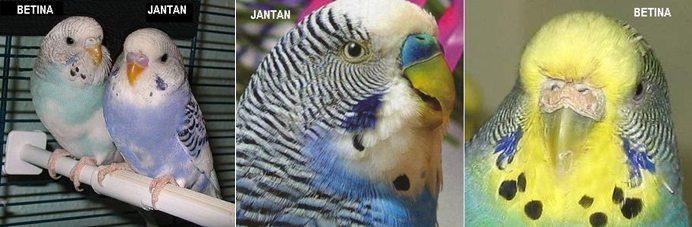 Detail Gambar Burung Parkit Jantan Nomer 7