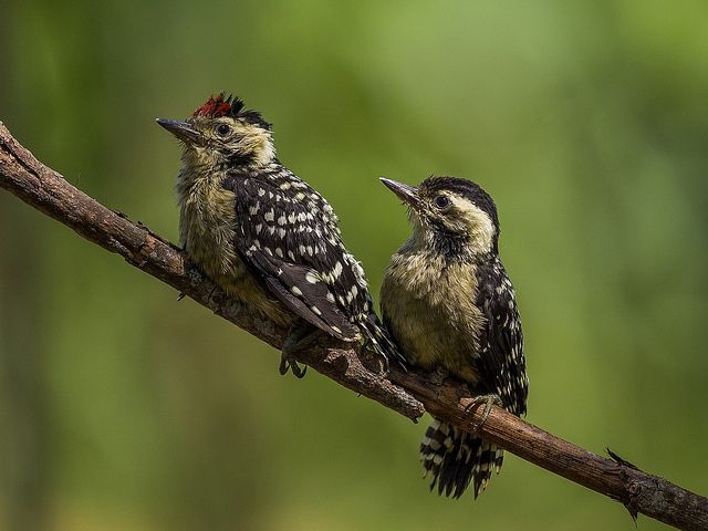 Detail Gambar Burung Pelatuk Nomer 29