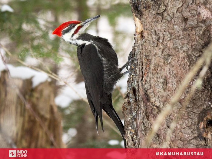 Detail Gambar Burung Pelatuk Nomer 34