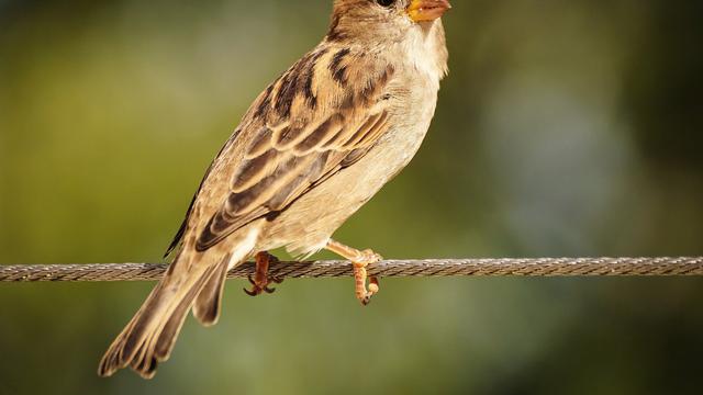 Detail Gambar Burung Pemakan Biji Biji Kartun Nomer 19