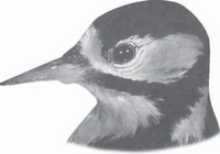 Detail Gambar Burung Pemakan Biji Bijian Kartun Nomer 22
