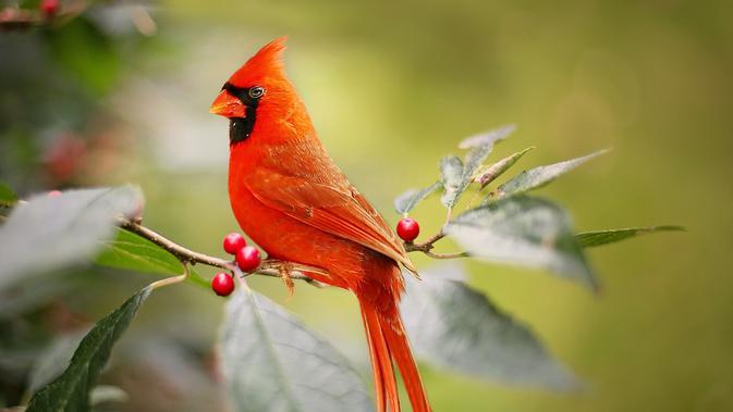 Detail Gambar Burung Pemakan Biji Bijian Kartun Nomer 30