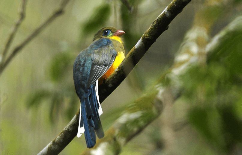 Detail Gambar Burung Pemakan Biji Bijian Kartun Nomer 31