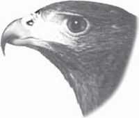 Detail Gambar Burung Pemakan Biji Bijian Kartun Nomer 33