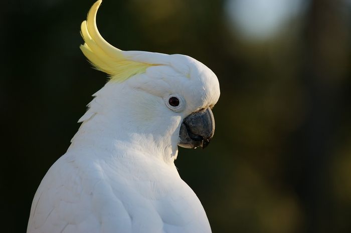 Detail Gambar Burung Pemakan Biji Bijian Kartun Nomer 35