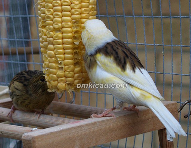 Detail Gambar Burung Pemakan Biji Bijian Kartun Nomer 38