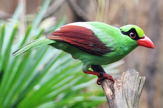 Detail Gambar Burung Pemakan Biji Bijian Kartun Nomer 47