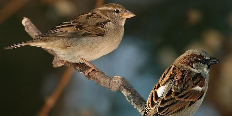 Detail Gambar Burung Pemakan Biji Bijian Kartun Nomer 53