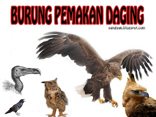 Detail Gambar Burung Pemakan Daging Nomer 43