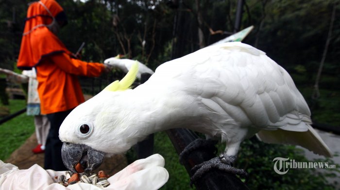 Detail Gambar Burung Pemakan Daging Nomer 46