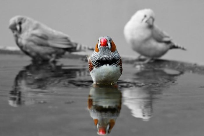 Detail Gambar Burung Pemakan Padi Background Putih Nomer 26