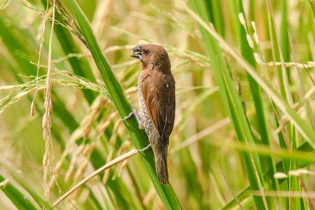 Detail Gambar Burung Pemakan Padi Background Putih Nomer 32