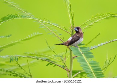 Detail Gambar Burung Pemakan Padi Background Putih Nomer 48