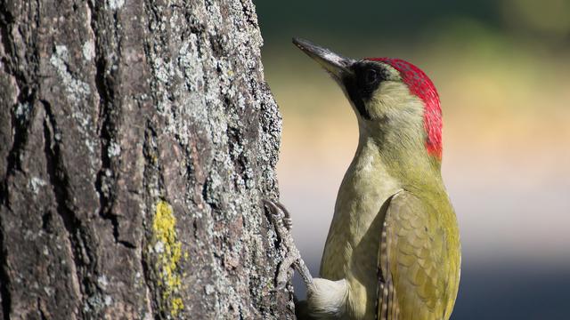 Detail Gambar Burung Pemakan Serangga Nomer 10