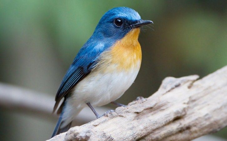 Detail Gambar Burung Pemakan Serangga Nomer 11